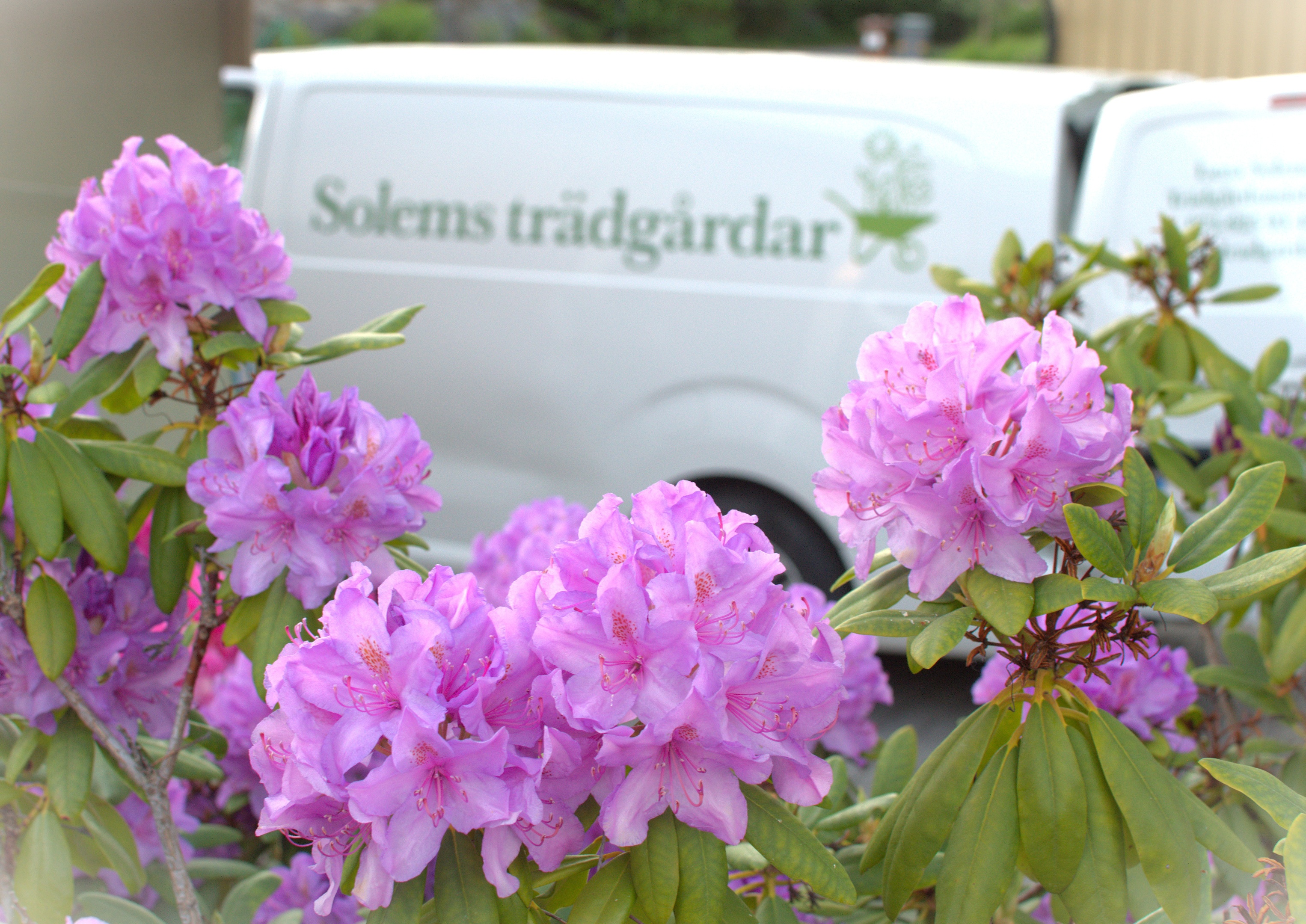 Bild på Solems trädgårdars firmabil bakom rhododendronbuskage i kvällsljus.